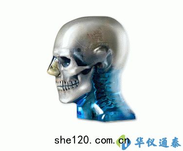 美國CIRS 711-HN頭部(bù)模(mó)體