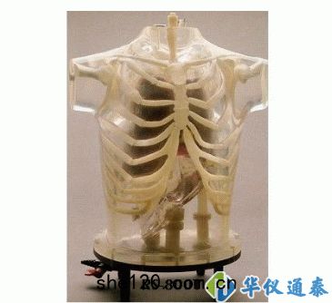 美國RSD ART Phantom胸(xiōng)部(bù)模體(tǐ)