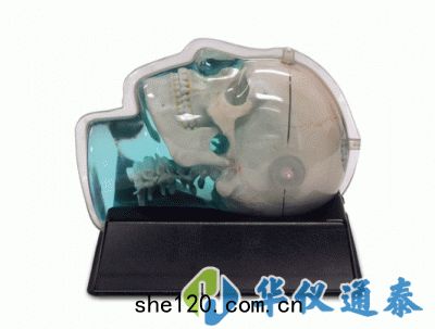美國(guó)CIRS 603A頭部體(tǐ)模