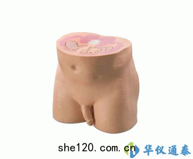 美(měi)國(guó)CIRS 801-P男(nán)性腹(fù)部/骨(gǔ)盤(pán)體(tǐ)模