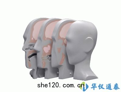 美國CIRS 731-HN頭部模體(tǐ)