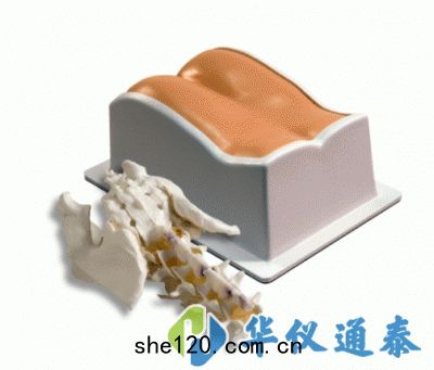 美國(guó)CIRS 034腰(yāo)椎穿(chuān)刺訓練模體