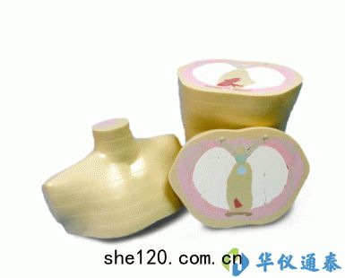 美(měi)國(guó)CIRS 600 3D軀幹(gān)模體