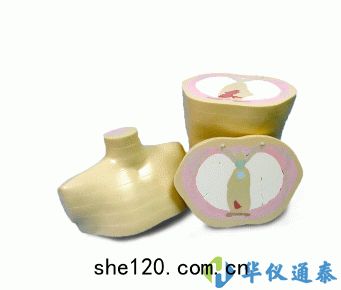 美(měi)國(guó)CIRS 600 3D截麵(miàn)軀(qū)幹模型模(mó)體