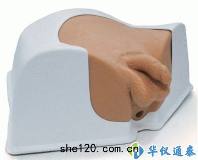美(měi)國CIRS 048A男性骨(gǔ)盆模(mó)體